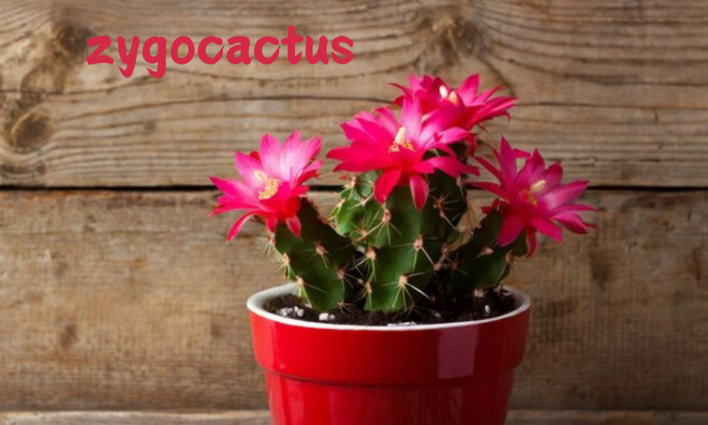 zygocactus