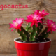 zygocactus