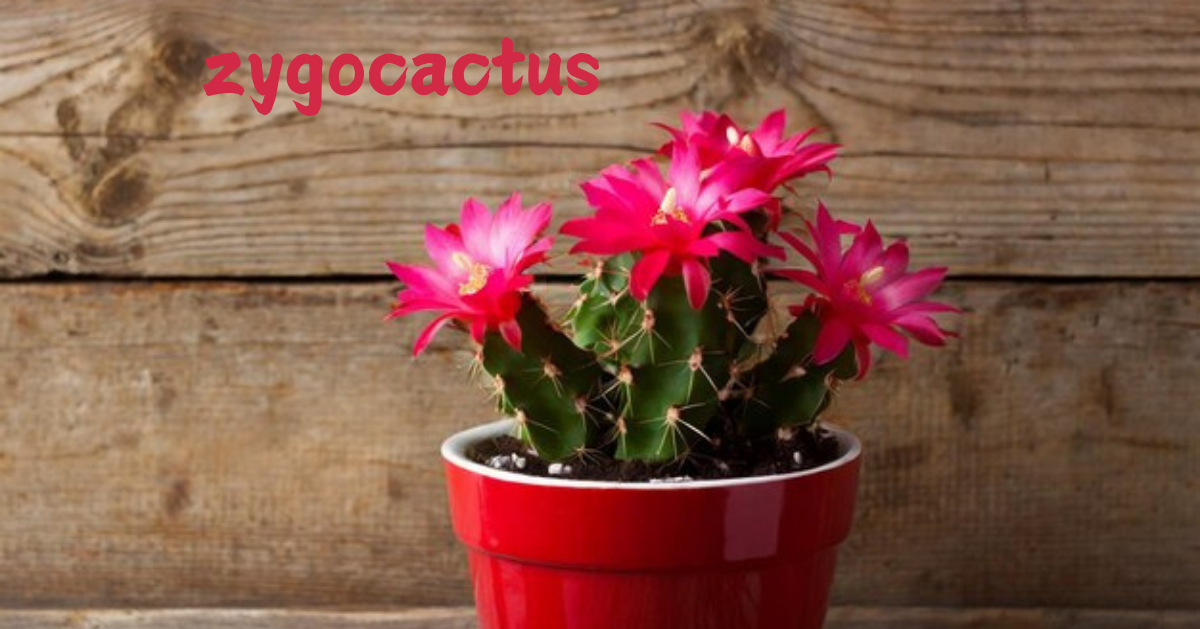 zygocactus