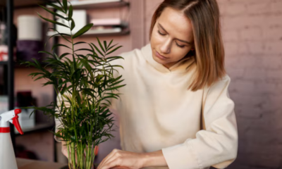 ficus benjamina