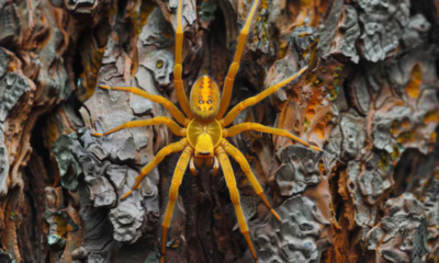 banana spider