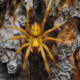 banana spider