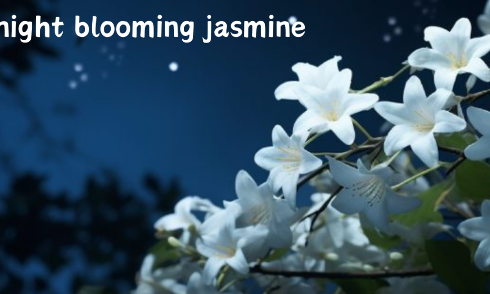 night blooming jasmine