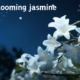 night blooming jasmine