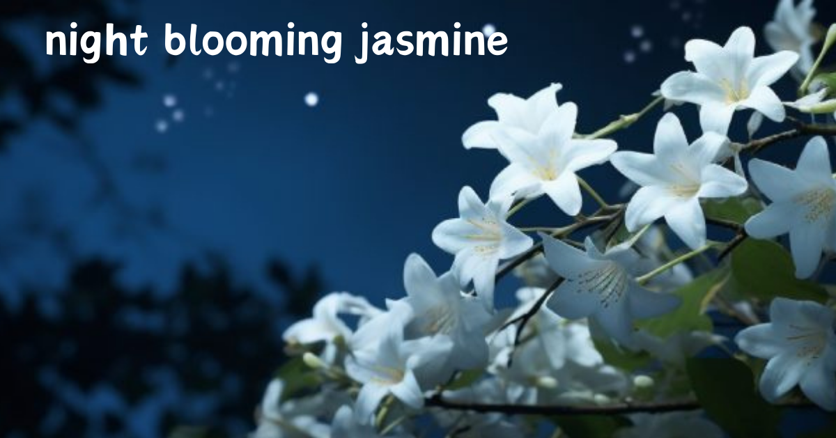 night blooming jasmine