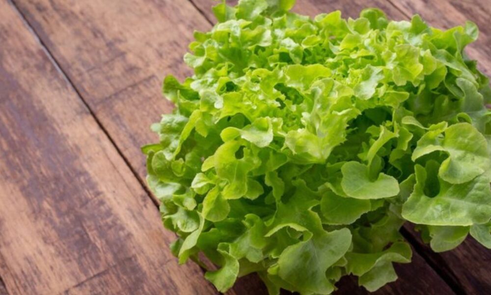 bibb lettuce