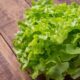 bibb lettuce