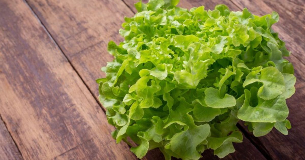 bibb lettuce