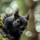 black squirrel