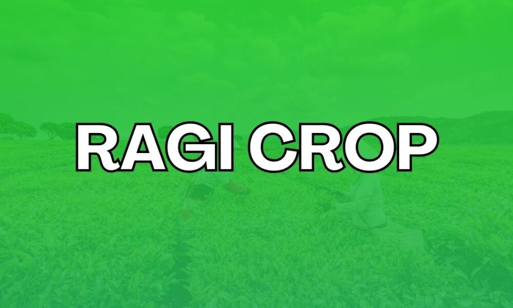 ragi crop