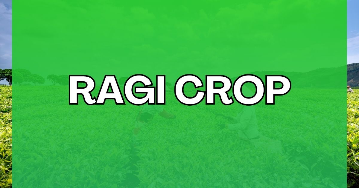 ragi crop