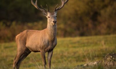 venado