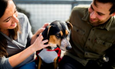 Top Natural Anti-Inflammatory Ingredients for Your Furry Friend