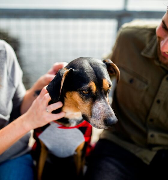Top Natural Anti-Inflammatory Ingredients for Your Furry Friend