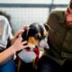 Top Natural Anti-Inflammatory Ingredients for Your Furry Friend