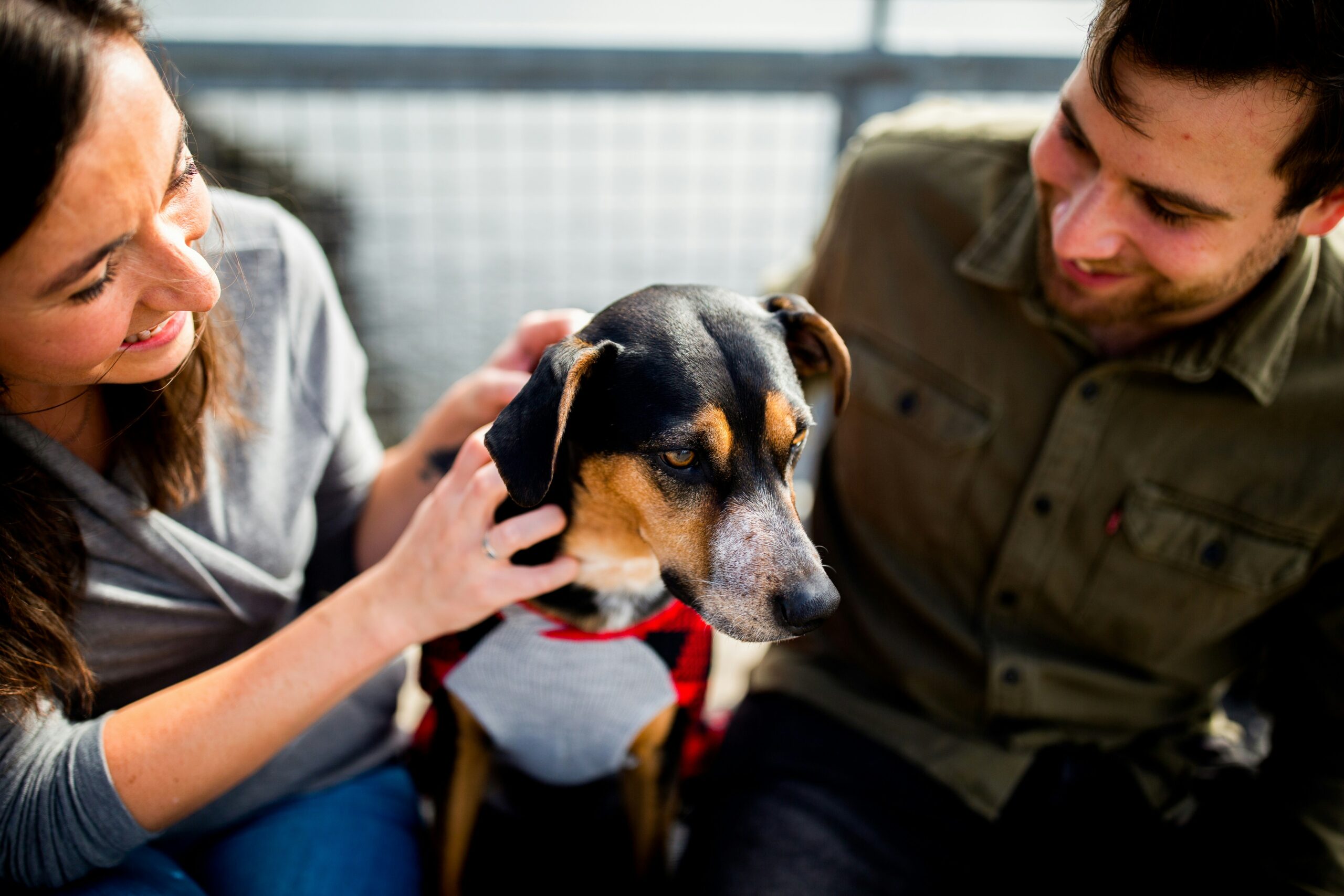 Top Natural Anti-Inflammatory Ingredients for Your Furry Friend