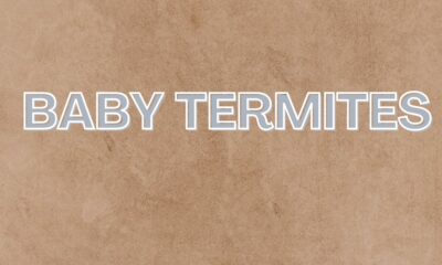 baby termites