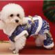 dog clothes online
