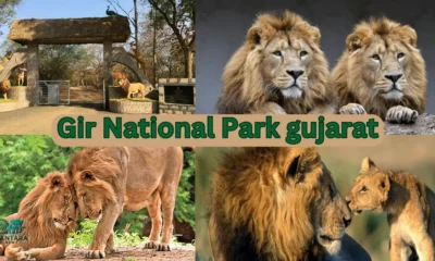 Gir National Park