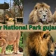 Gir National Park