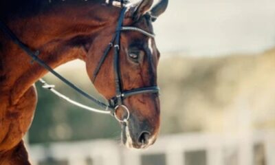 bridle