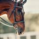 bridle