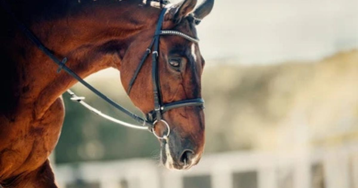 bridle