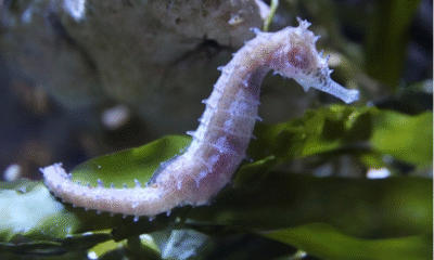 What to Feed Seahorses