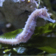 What to Feed Seahorses