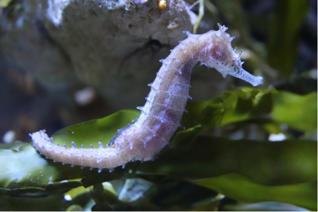 What to Feed Seahorses