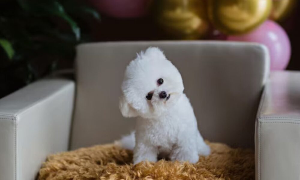 maltipoo for sale