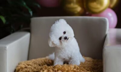 maltipoo for sale