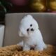 maltipoo for sale