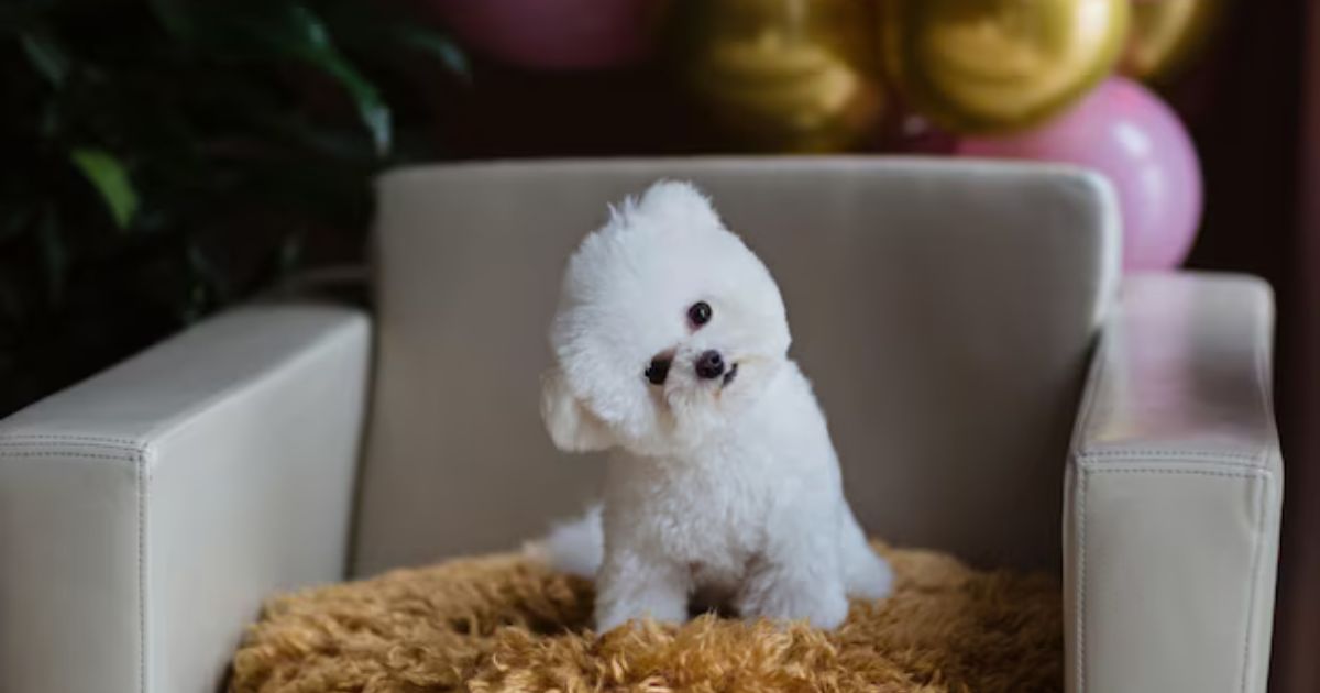 maltipoo for sale